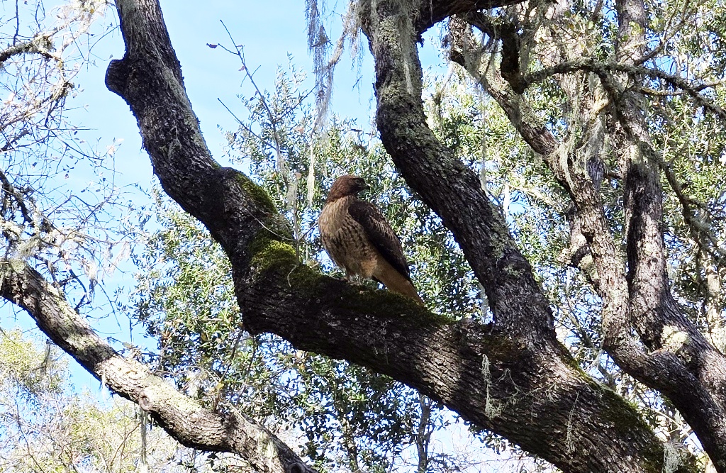 Red Tailed Hawk sitting in an oak tree along the entrance road